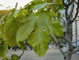 Ficus carica. Лист. Бельгия, Брюссель, уличное озеленения. Октябрь 2015 г.