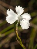 Dianthus ciliatus subspecies dalmaticus. Цветок. Черногория, Которская бухта, окр. церкви Богородицы с Ангелом (Crkva Gospe od Anđela), скалистый склон выше автодороги. 08.10.2014.