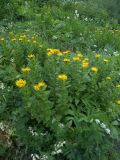 Inula grandiflora