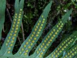 Polypodium cambricum