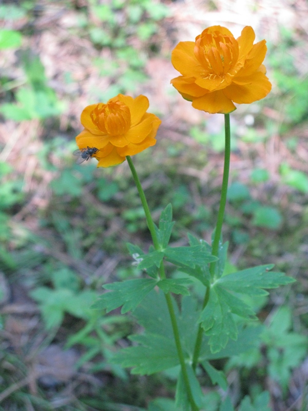 Изображение особи Trollius asiaticus.