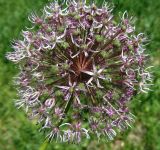 Allium stipitatum