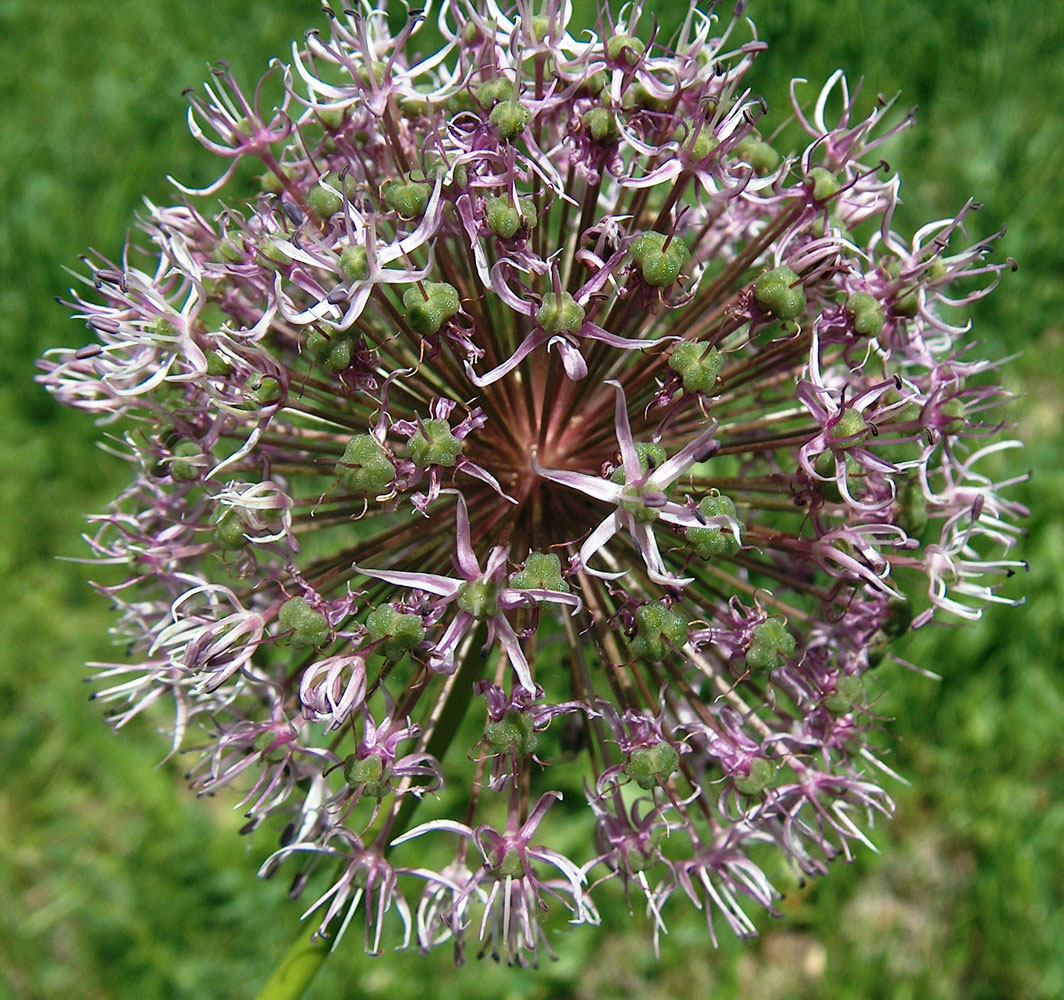 Image of Allium stipitatum specimen.