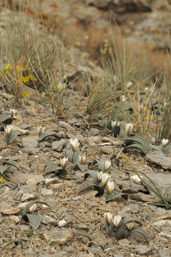 Image of Tulipa regelii specimen.