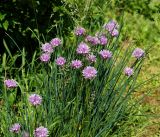 Allium schoenoprasum. Цветущие растения. Московская обл., Раменский р-н, окр. дер. Хрипань, садовый участок. 22.06.2015.