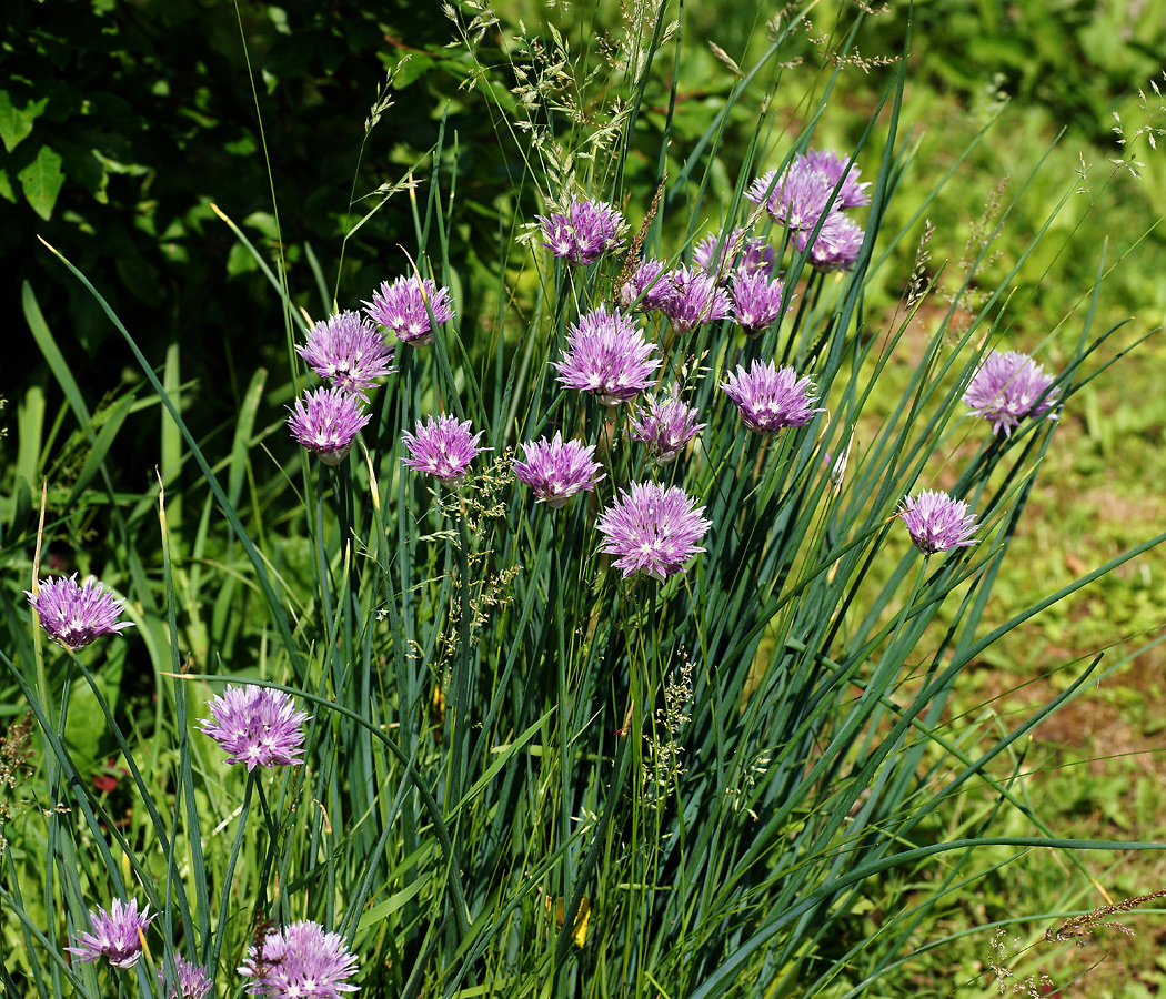 Image of Allium schoenoprasum specimen.