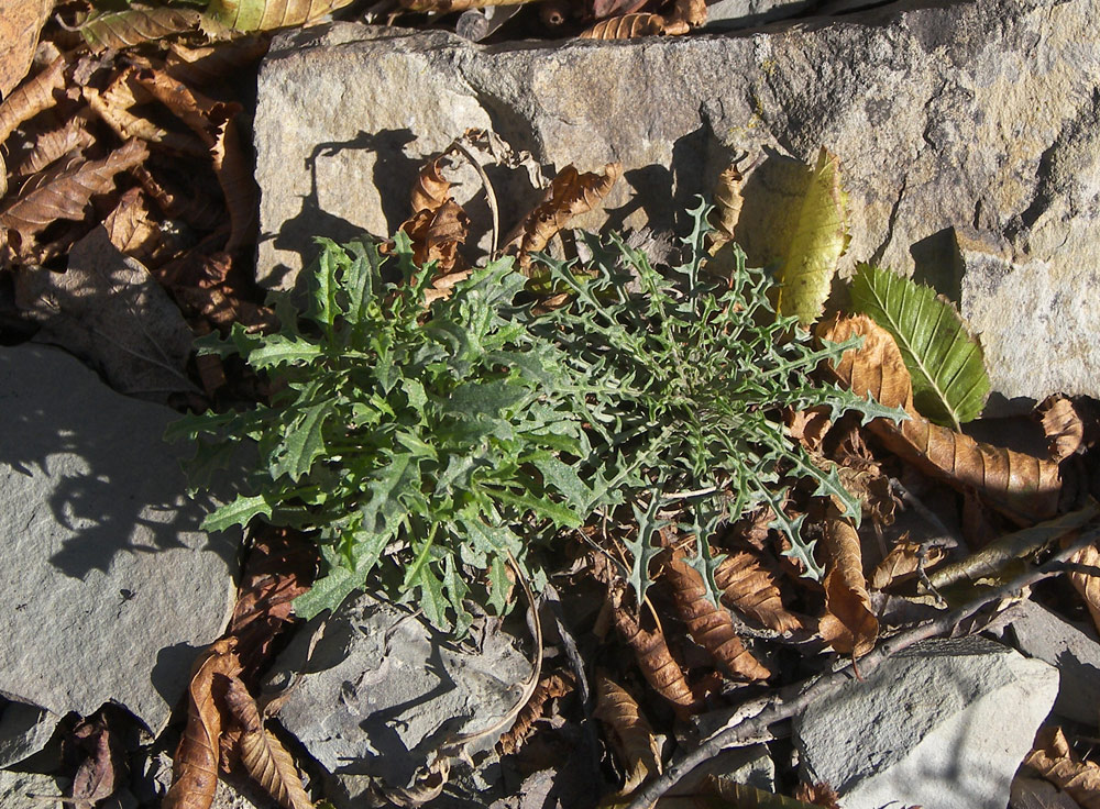 Image of Erysimum callicarpum specimen.