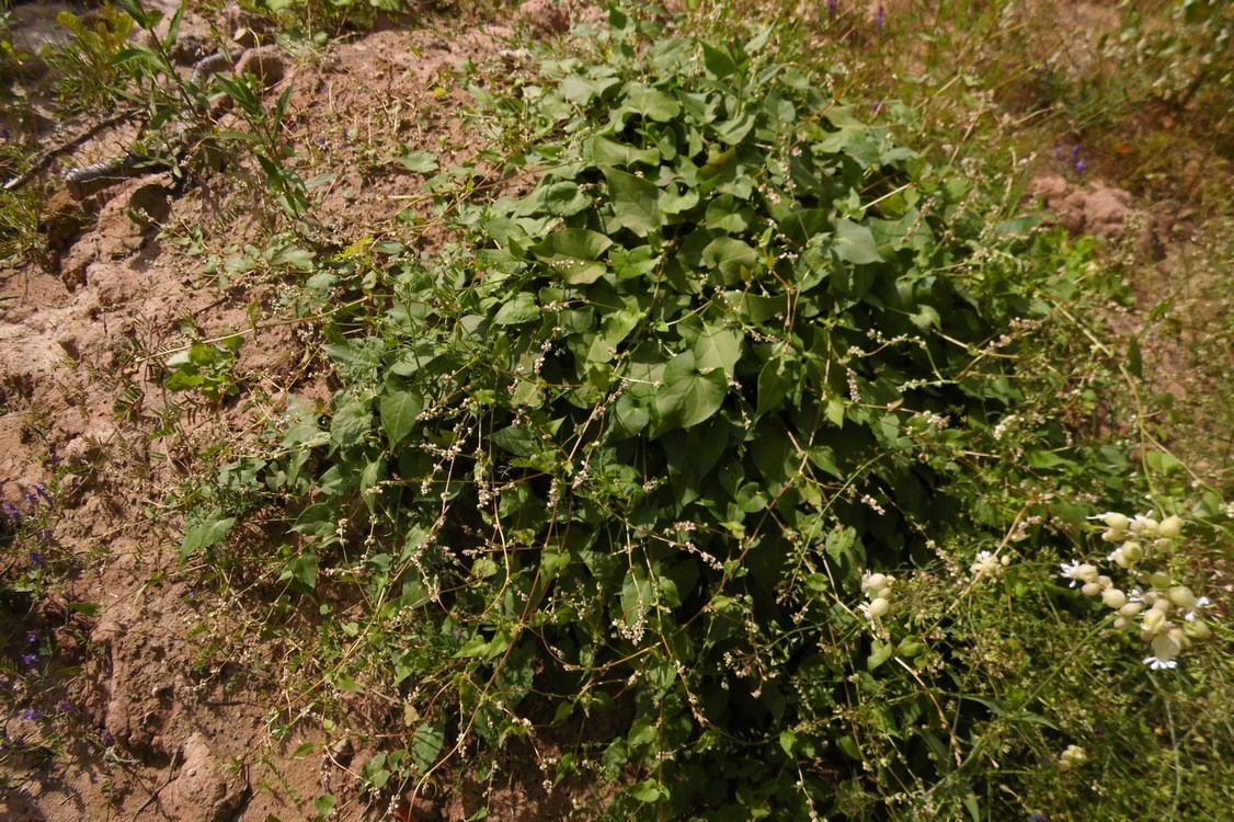 Image of Fallopia convolvulus specimen.