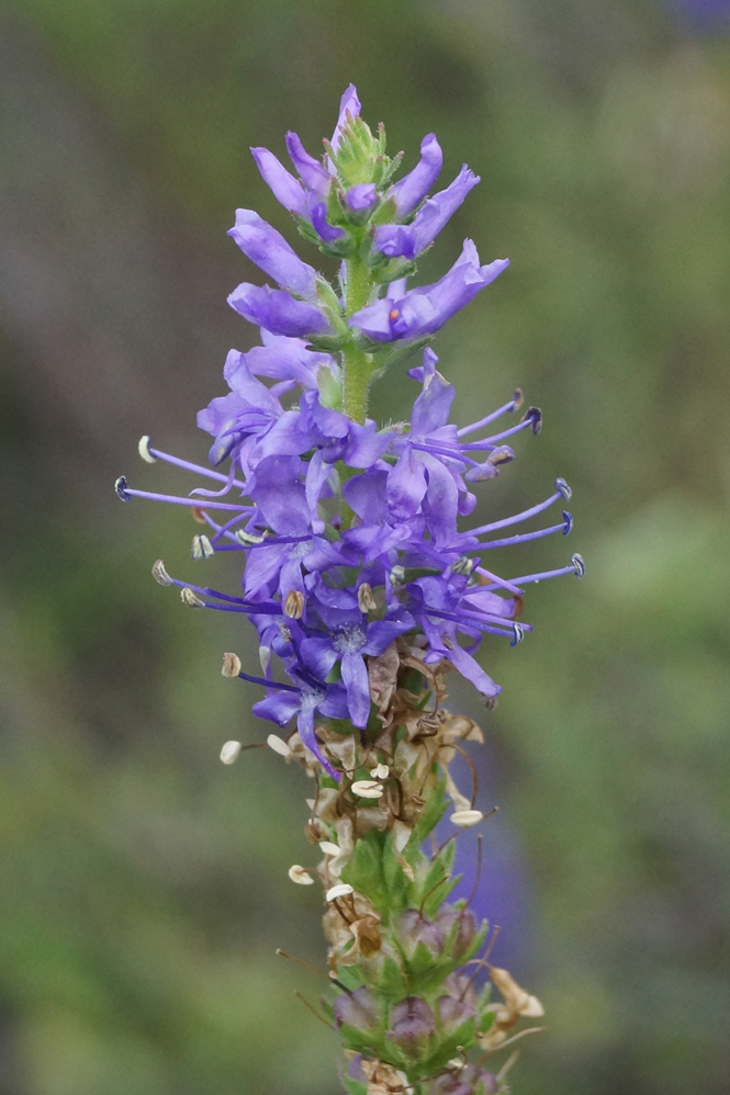 Image of Veronica spicata specimen.