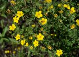 Dasiphora fruticosa
