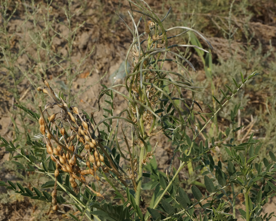 Изображение особи Pseudosophora alopecuroides.