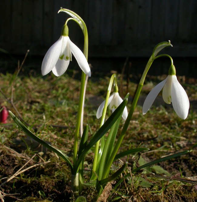 Image of Galanthus caspius specimen.