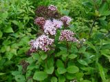 Spiraea beauverdiana