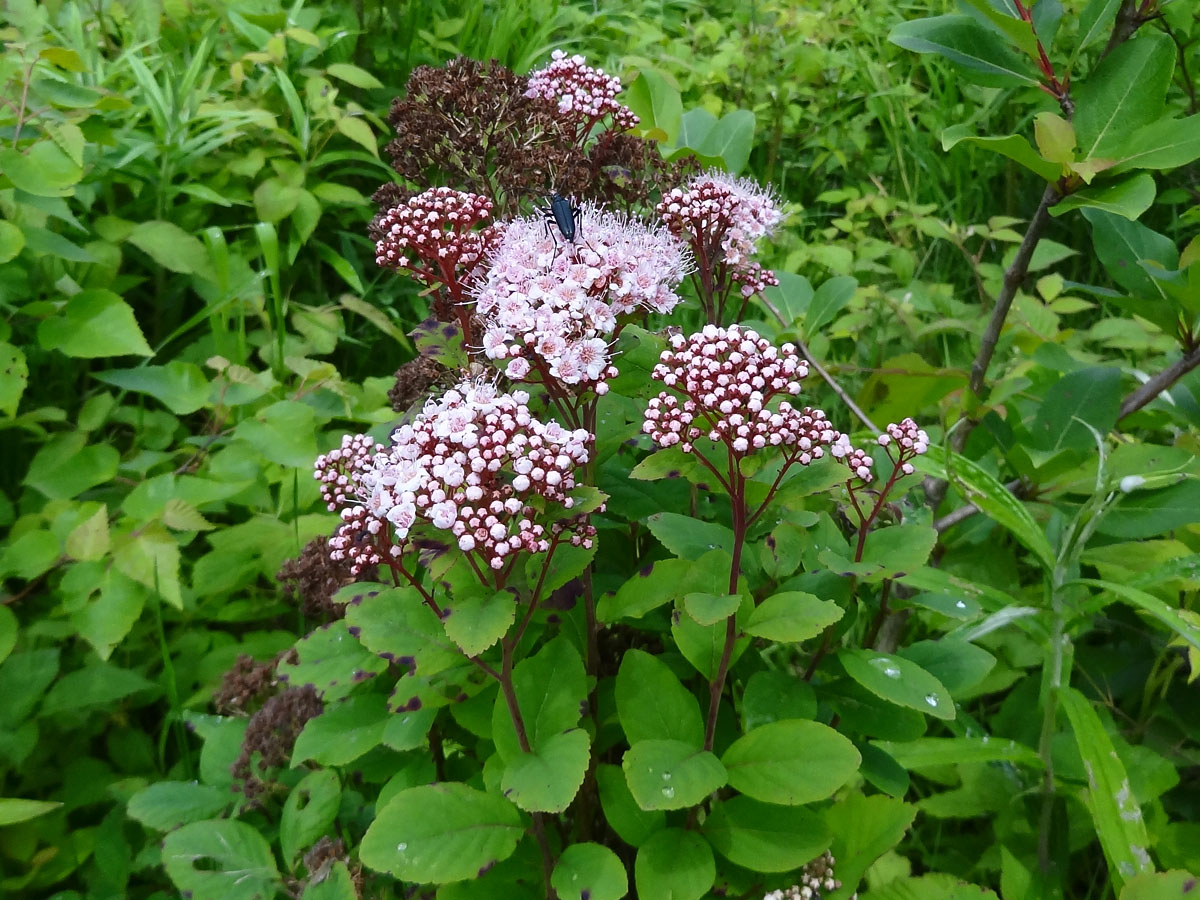 Image of Spiraea beauverdiana specimen.