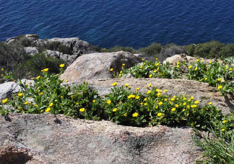 Изображение особи Calendula arvensis.