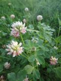Trifolium hybridum. Соцветия и листья. Иркутская обл., Иркутский р-н, дер. Позднякова, участок. 09.08.2014.