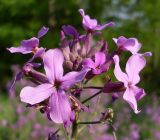 Hesperis pycnotricha