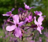 Hesperis pycnotricha. Верхушка соцветия. Ростовская обл., Азовский р-н, хутор Марков, обочина дороги. 25.05.2015.