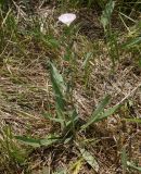 Convolvulus lineatus