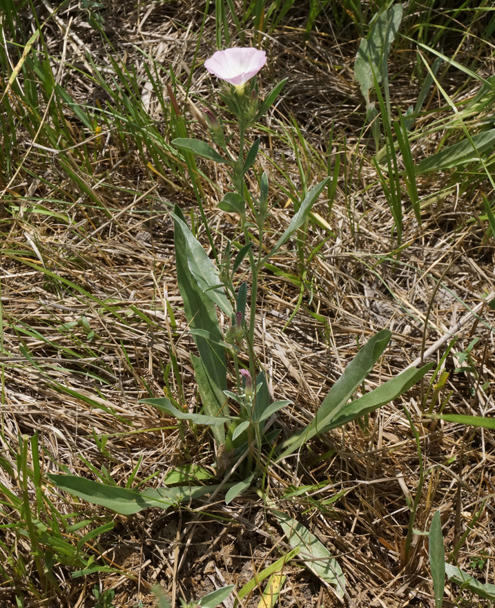 Изображение особи Convolvulus lineatus.
