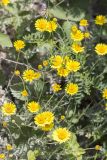 Anthemis tinctoria