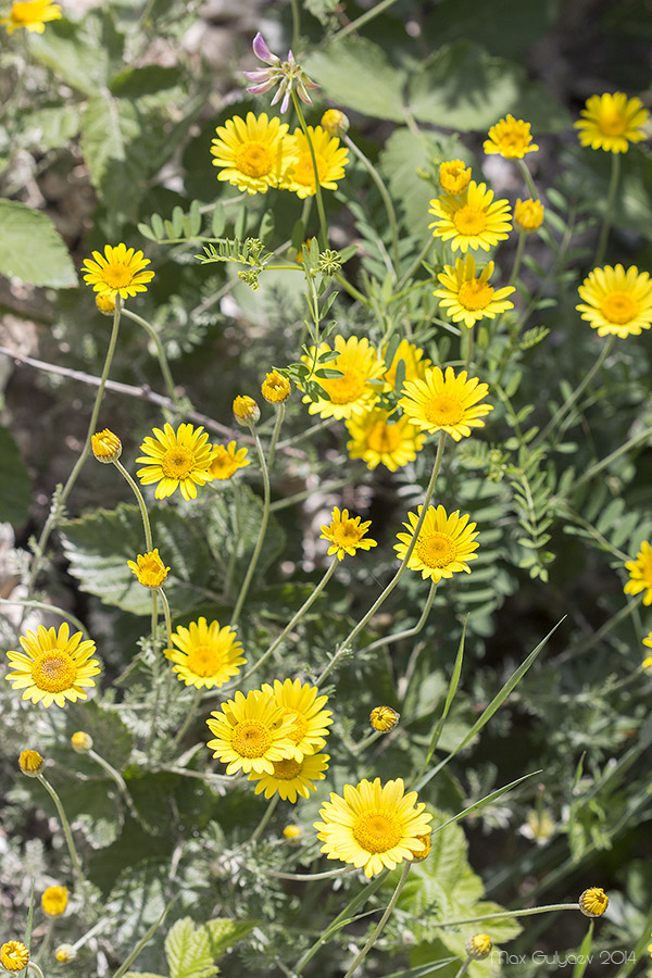 Image of Anthemis tinctoria specimen.