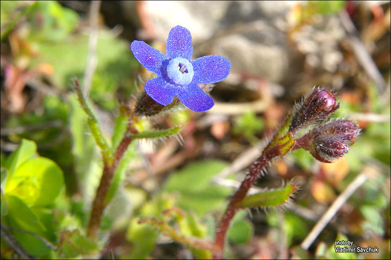 Изображение особи Anchusa stylosa.