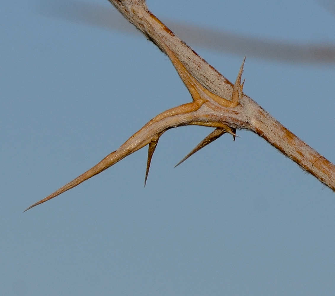 Изображение особи Echinops polyceras.