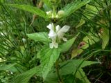 Lamium album