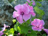 Malva trimestris