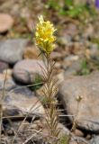 Linaria vulgaris. Верхушка цветущего растения. Иркутская обл., берег озера Байкал, окр. пос. Большие Коты, галечный пляж. 02.07.2015.