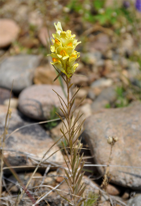 Image of Linaria vulgaris specimen.