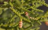 Juniperus phoenicea