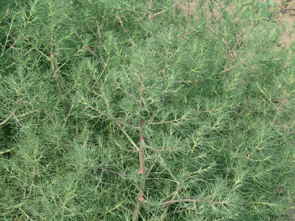 Image of Bassia scoparia specimen.