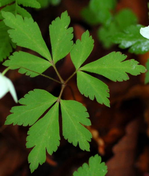 Изображение особи Anemone extremiorientalis.