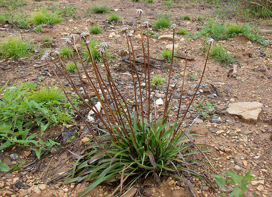 Image of Scorzonera radiata specimen.