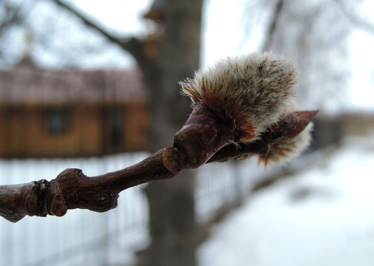 Изображение особи Populus tremula.