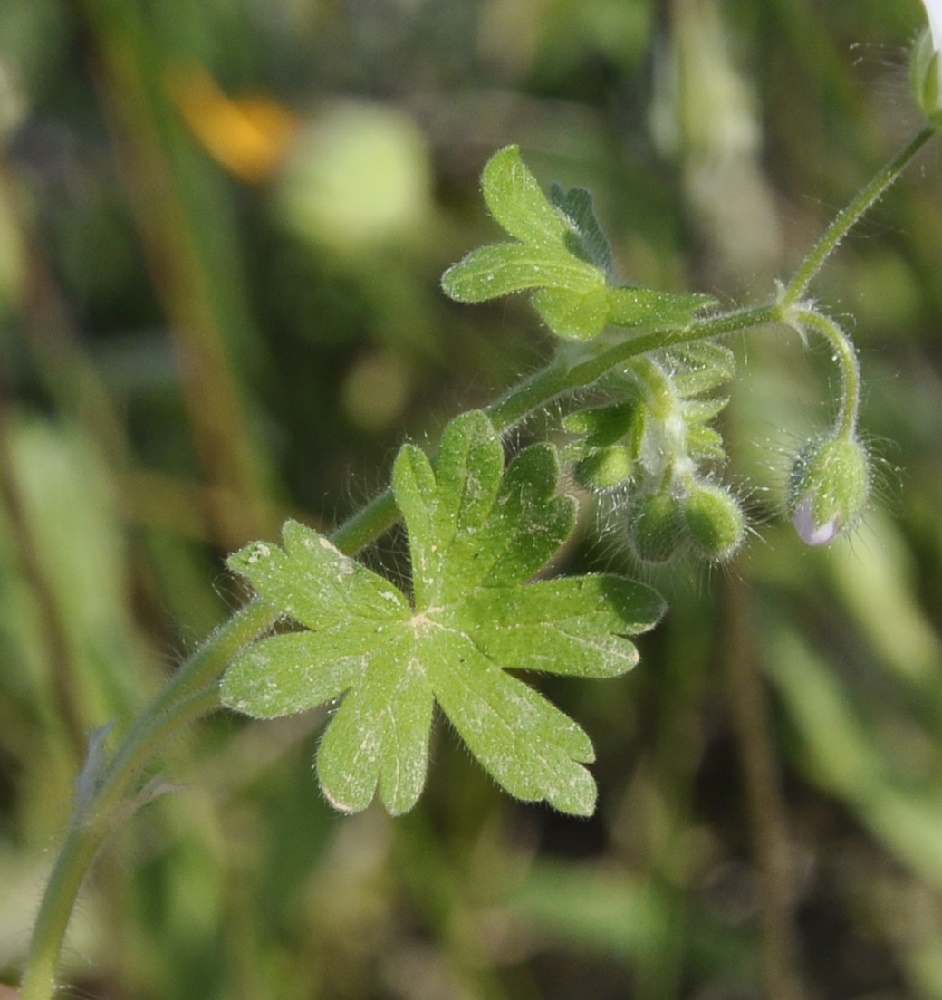 Image of Geranium molle specimen.