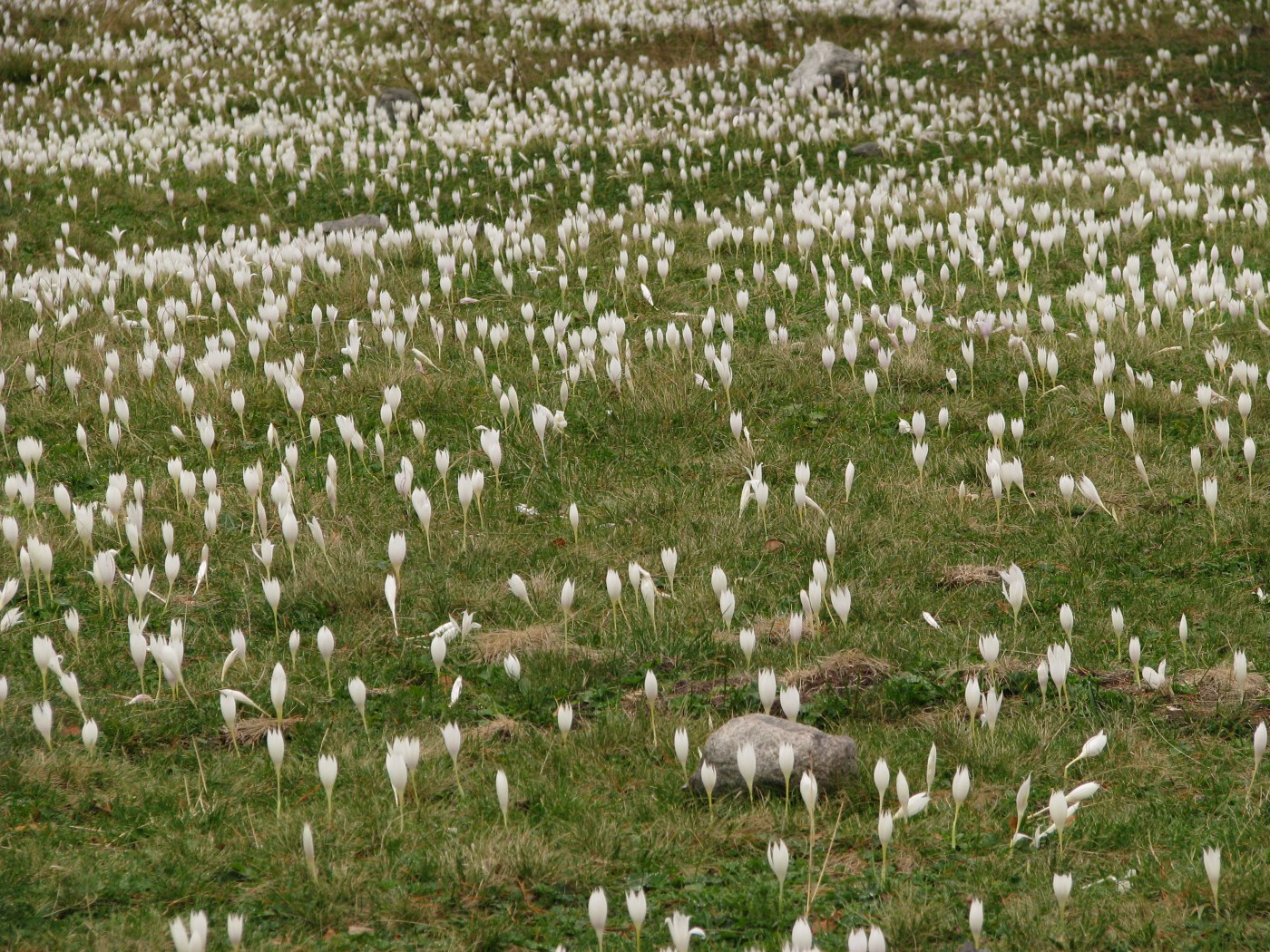 Image of Crocus vallicola specimen.