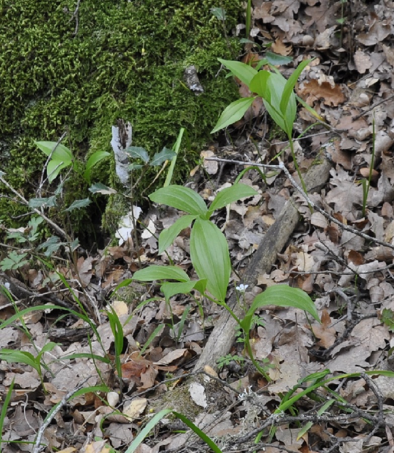 Изображение особи Polygonatum hirtum.