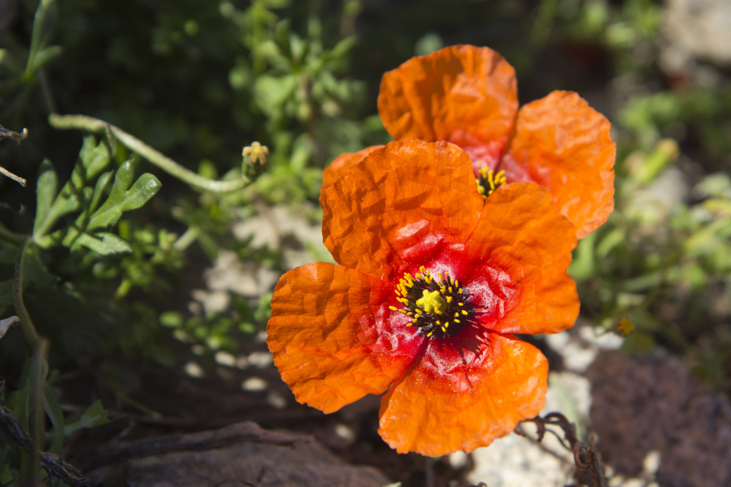 Изображение особи Papaver apulum.