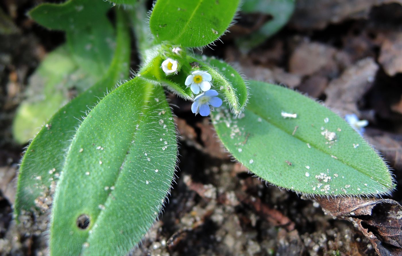 Image of Myosotis sparsiflora specimen.