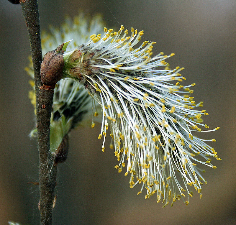 Image of Salix cinerea specimen.