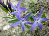 Vinca herbacea. Верхушка цветущего растения. Краснодарский край, г. Новороссийск, с. Мысхако, гора Колдун. 04.04.2014.