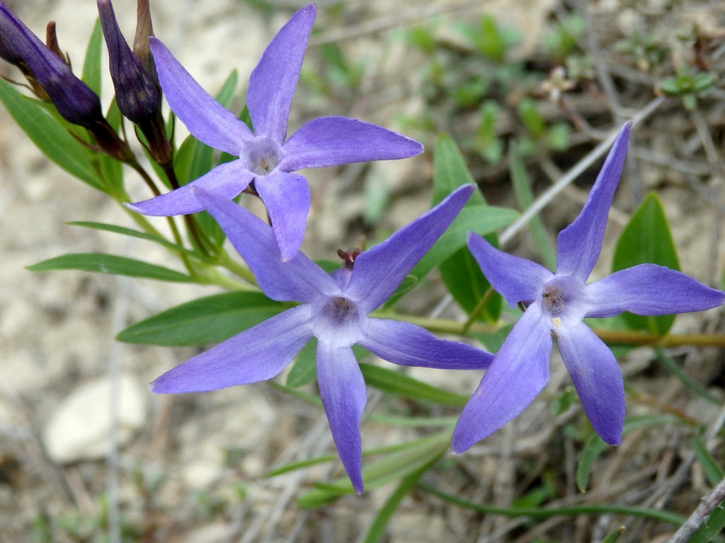 Изображение особи Vinca herbacea.