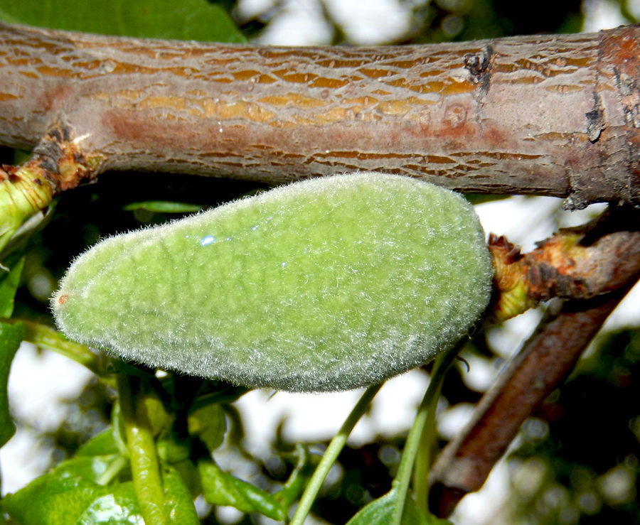 Image of Amygdalus communis specimen.