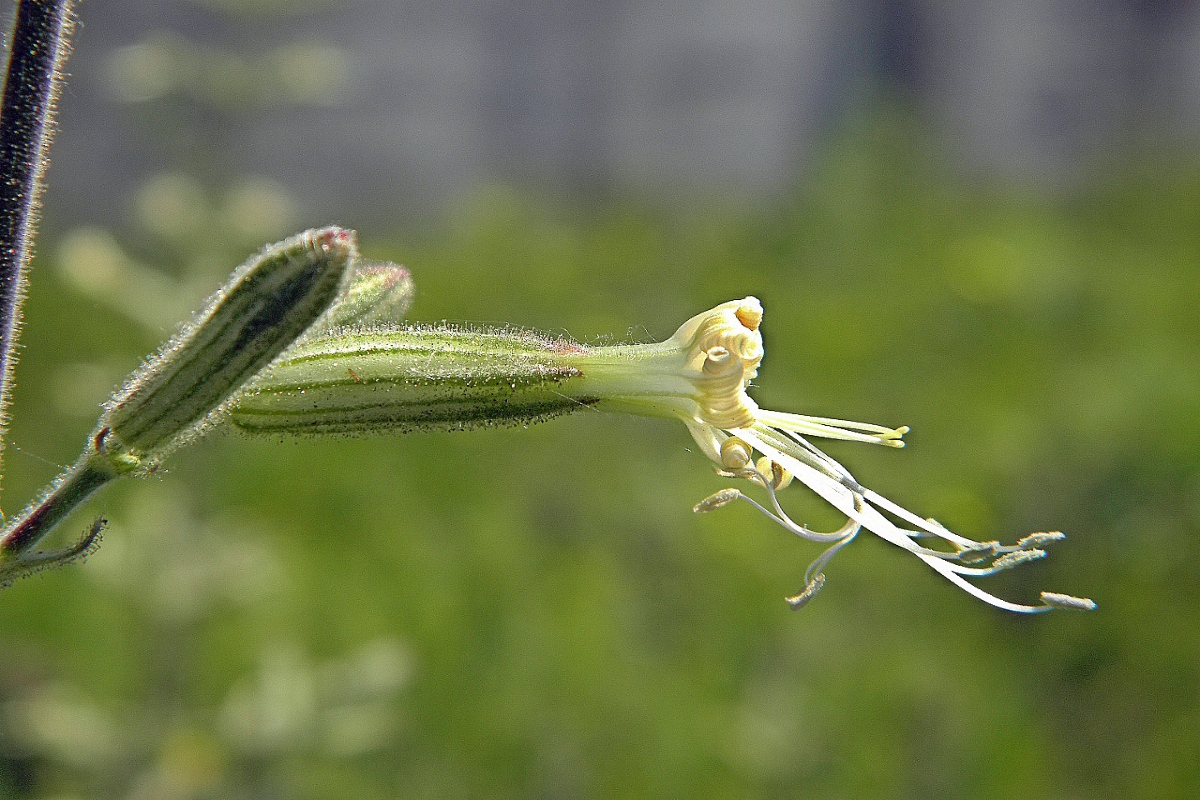 Image of Silene viscosa specimen.