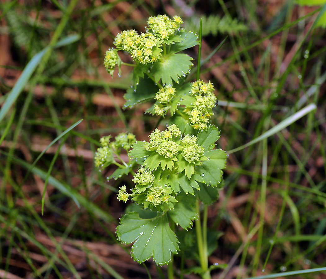 Изображение особи Alchemilla glabricaulis.