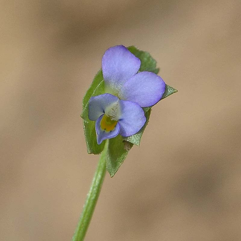 Изображение особи Viola occulta.