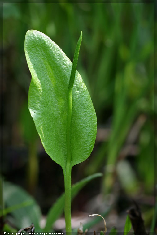 Изображение особи Ophioglossum vulgatum.